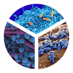 Istanbul University, Cerrahpasa Medical Faculty, Department of Medical Microbiology  Istanbul, Turkey